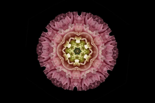 Pink and green symmetrical flower on black