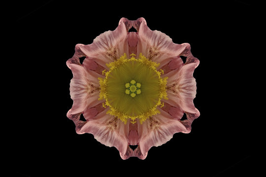 Pink and yellow symmetrical flower on black