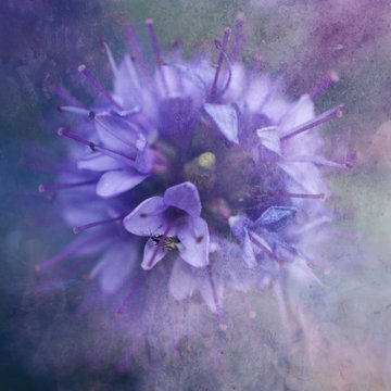 Flower with fly, close-up