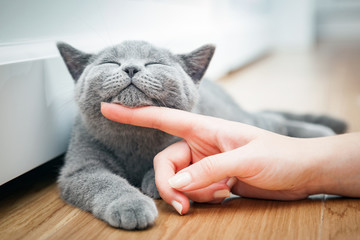 Happy kitten likes being stroked by woman's hand. - Powered by Adobe