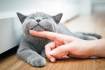 Happy kitten likes being stroked by woman's hand.