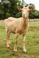 Fototapeta premium Goat on family farm