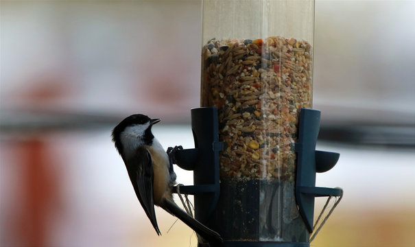 M&eacute;sange &agrave; t&ecirc;te noire