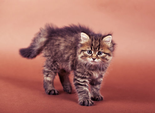 Fluffy Siberian Cat Isolated On A Brown Background