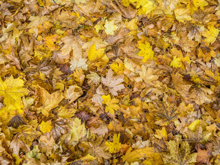 Laub Texture