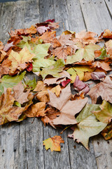 dry autumn leaves on a grey old wood planks