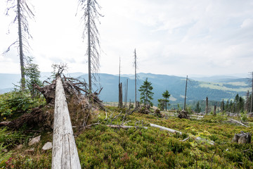 View to the carpathian mountains from forest