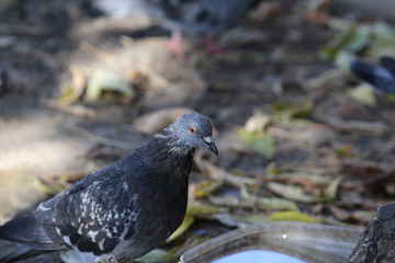 The dove came to the vessel with water in order to quench the thirst  