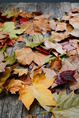 Naklejka na ściany i meble dry autumn leaves on a grey old wood planks