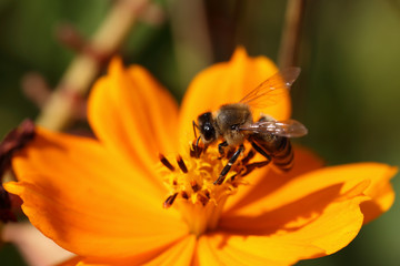 Bee on yellow flower