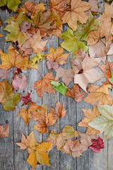 nature vintage pattern background with autumn leaves on a grey wooden plank