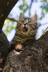 Chaton