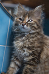 Chaton