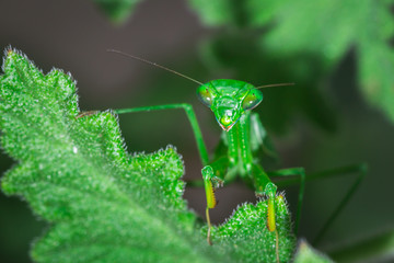 Praying Mantis on a branch South Africa