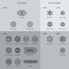 cells of viruses and bacteria