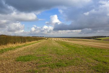 patterned straw stubble