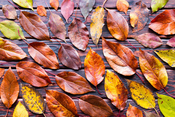 autumn colored leaves on wooden background