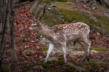Naklejka na ściany i meble Fallow deer walking in autumn.