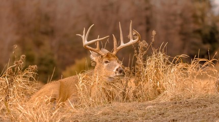 White tail deer staying low during hunting season. 5/5