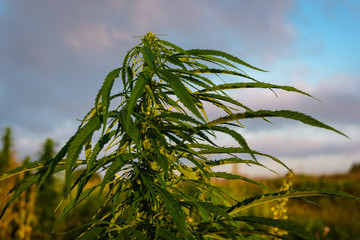 Leaves marijuana plant