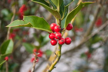 détail branche de houx dans un jardin