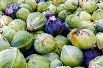 Fototapeta na wymiar Head cabbage harvest
