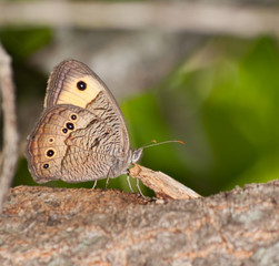 Fototapeta premium Wood nymph Butterfly resting on tree trunk