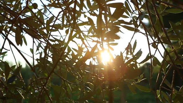 sole olivo ulivo tramonto