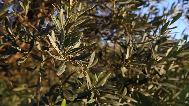 albero, ulivo, raggio di sole,