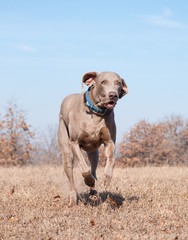 Weimaraner dog running at full speed towards the viewer