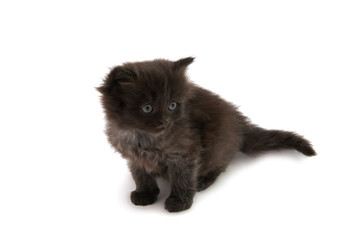 fluffy gray kitten