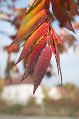 d&eacute;tail feuilles rouges dans un jardin