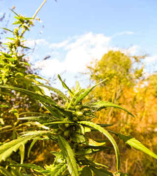 Close-up of the cannabis plant on autumn