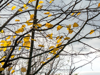 Autumn Harmony