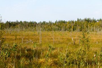 Moor in Estland