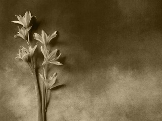 Condolence card - gray flowers