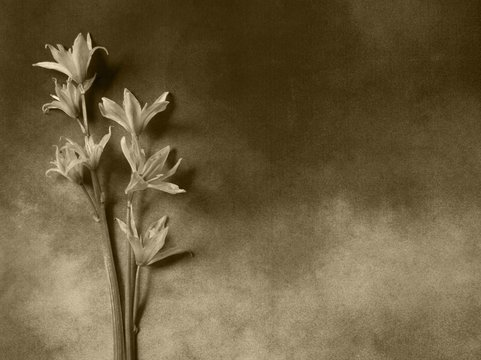 Fototapeta Condolence card - gray flowers
