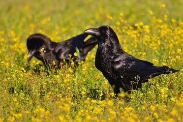 Crows in a field of flowers.