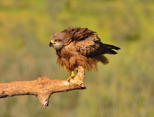 Black kite on leafless branch