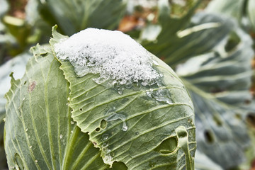 cabbage under snow