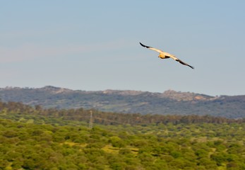 Egyptian vulture with outstretched wings.