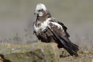  Western marsh harrier (Circus aeruginosus) on meadow background