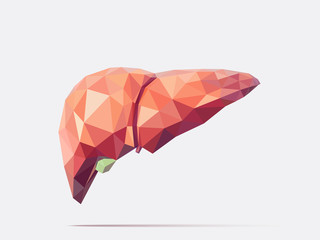 Liver low poly faceted