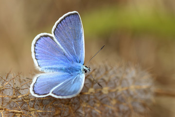 Butterfly Polyommatus icarus (male)