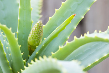 Aloe vera flower bud
