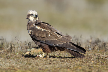  Western marsh harrier (Circus aeruginosus) on meadow background