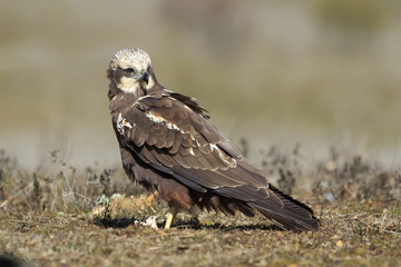  Western marsh harrier (Circus aeruginosus) on meadow background