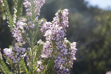 Common heather, Ling (Calluna vulgaris)