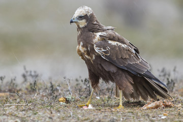  Western marsh harrier (Circus aeruginosus) on meadow background