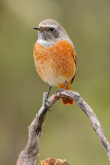 Common redstart male (Phoenicurus phoenicurus) in natural habita